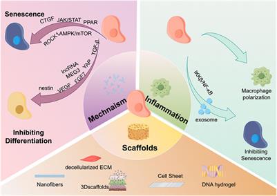 Global research trends and hotspots on tendon-derived stem cell: a bibliometric visualization study